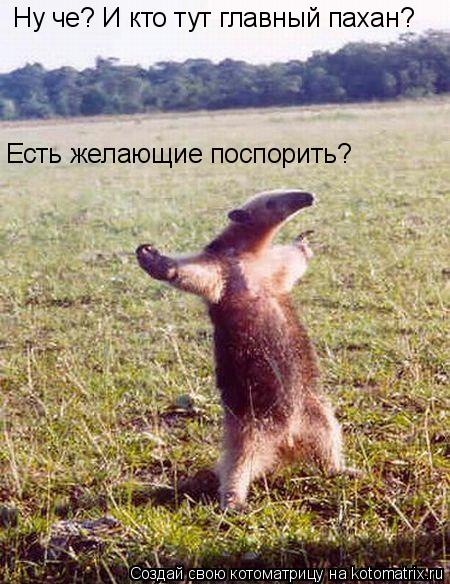 Котоматрица: Ну че? И кто тут главный пахан? Есть желающие поспорить?