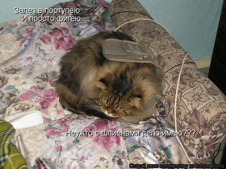 Залез в портупею И просто фигею... Неужто с шпиёнами дело имею???... Котоматрица: Залез в портупею И просто фигею... Неужто с шпиёнами дело имею???
