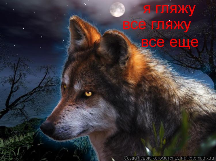 все еще все гляжу я гляжу... Котоматрица: все еще все гляжу я гляжу
