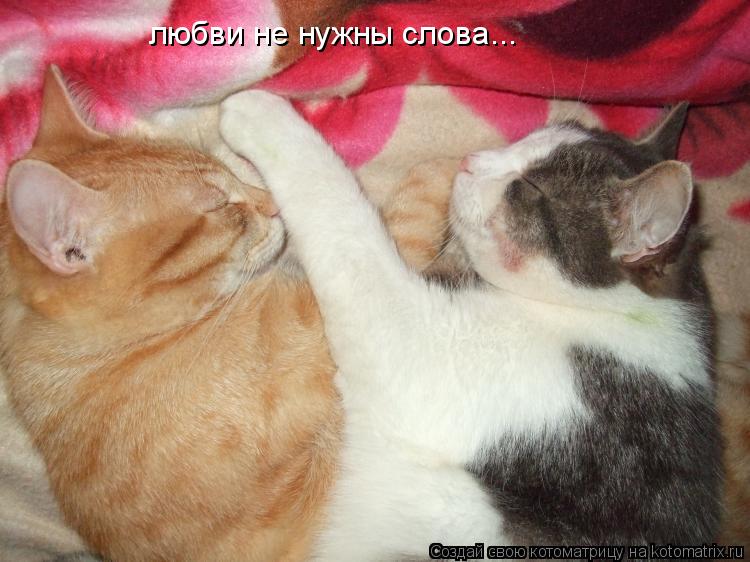 Котоматрица: любви не нужны слова...