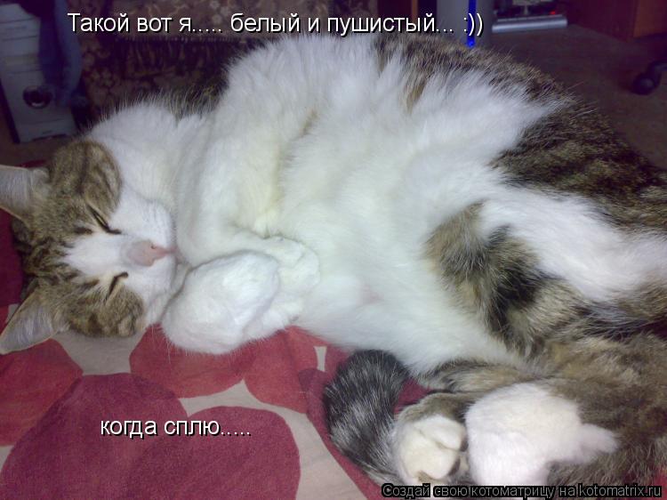 Такой вот я..... белый и пушистый... :)) когда сплю........ Котоматрица: Такой вот я..... белый и пушистый... :)) когда сплю.....