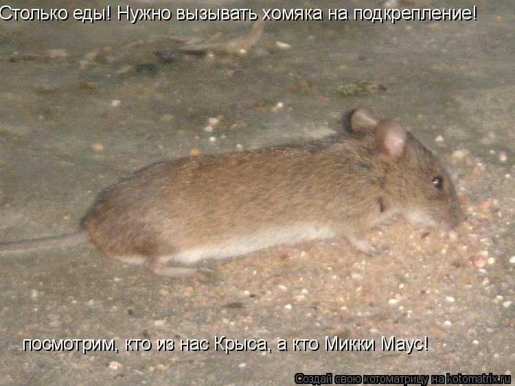 Столько еды! Нужно вызывать хомяка на подкрепление! Столько еды! Нужно вызывать хомяка на подкреплени... Котоматрица: Столько еды! Нужно вызывать хомяка на подкрепление! Столько еды! Нужно вызывать хомяка на подкрепление! посмотрим, кто из нас Крыса, а кто Ми