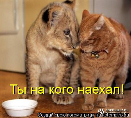 Ты на кого наехал!... Котоматрица: Ты на кого наехал!