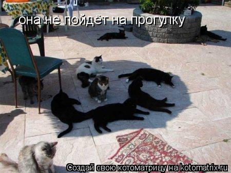 она не пойдёт на прогулку... Котоматрица: она не пойдёт на прогулку