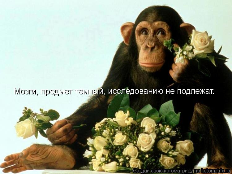 Мозги, предмет тёмный, исследованию не подлежат.... Котоматрица: Мозги, предмет тёмный, исследованию не подлежат.