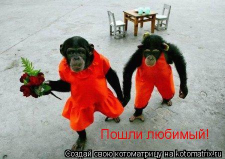 Котоматрица: Пошли любимый!