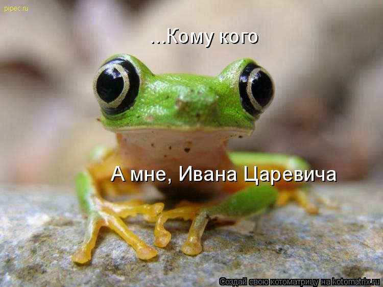 ...Кому кого А мне, Ивана Царевича... Котоматрица: ...Кому кого А мне, Ивана Царевича