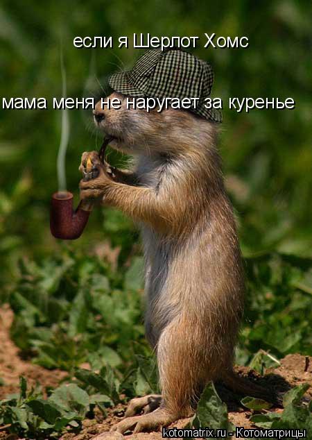 Котоматрица: если я Шерлот Хомс мама меня не наругает за куренье