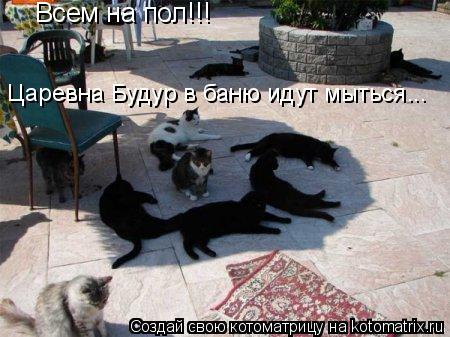 Котоматрица: Всем на пол!!! Царевна Будур в баню идут мыться...