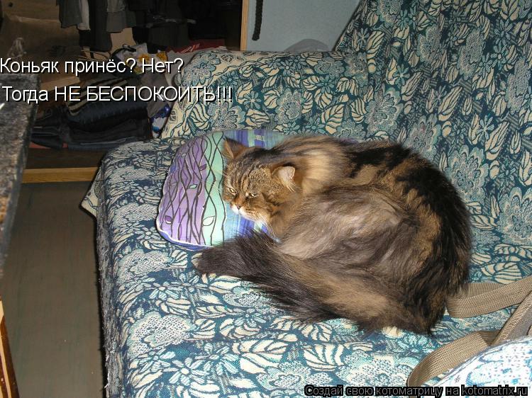 Коньяк принёс? Нет? Тогда НЕ БЕСПОКОИТЬ!!!... Котоматрица: Коньяк принёс? Нет? Тогда НЕ БЕСПОКОИТЬ!!!