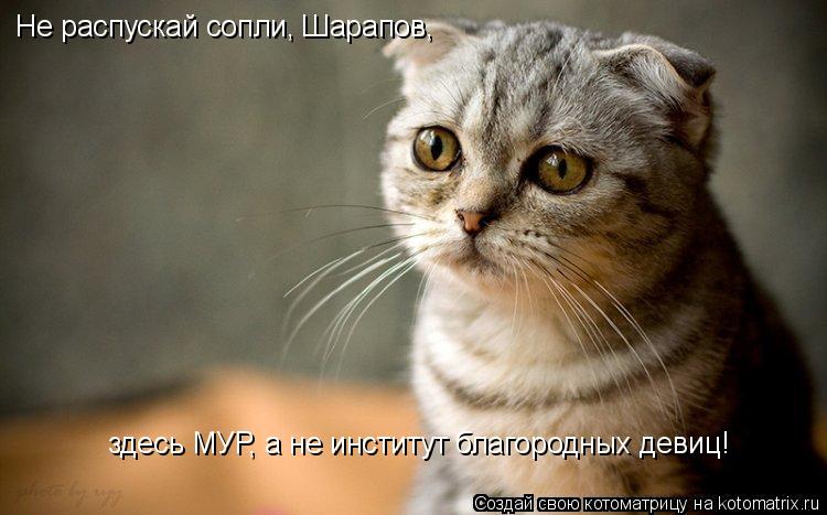 Котоматрица: Не распускай сопли, Шарапов, здесь МУР, а не институт благородных девиц!