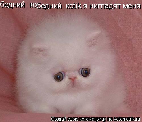 бедний ко бедний коtik я нигладят меня... Котоматрица: бедний ко бедний коtik я нигладят меня
