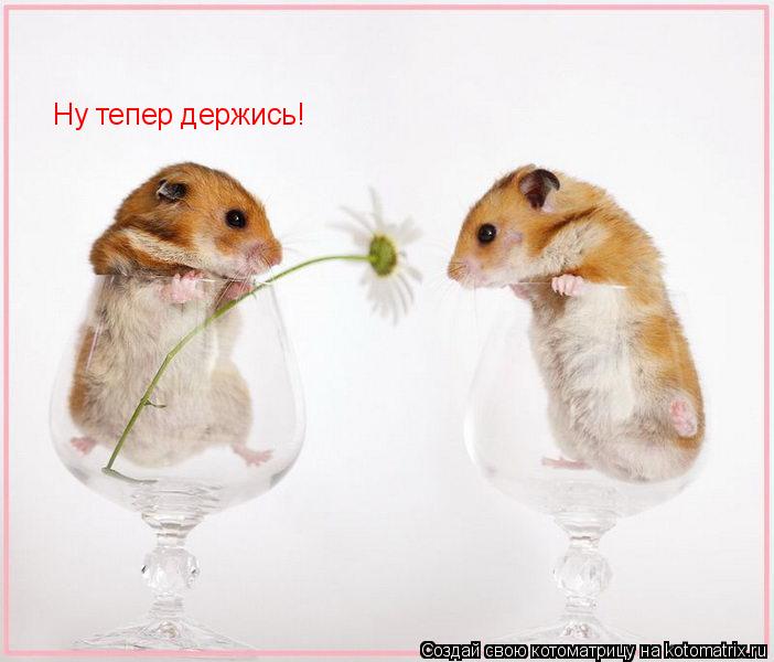 Котоматрица: Ну тепер держись!