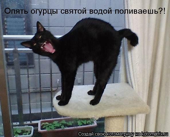 Котоматрица: Опять огурцы святой водой поливаешь?!