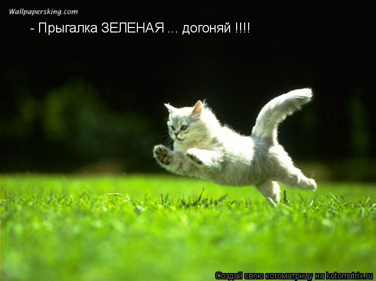 Котоматрица: - Прыгалка ЗЕЛЕНАЯ ... догоняй !!!!