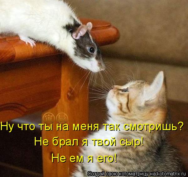 Котоматрица: Ну что ты на меня так смотришь? Не брал я твой сыр! Не ем я его!