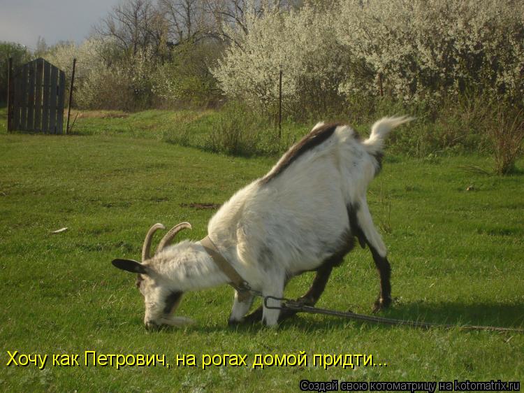 Хочу как Петрович, на рогах домой придти...... Котоматрица: Хочу как Петрович, на рогах домой придти...