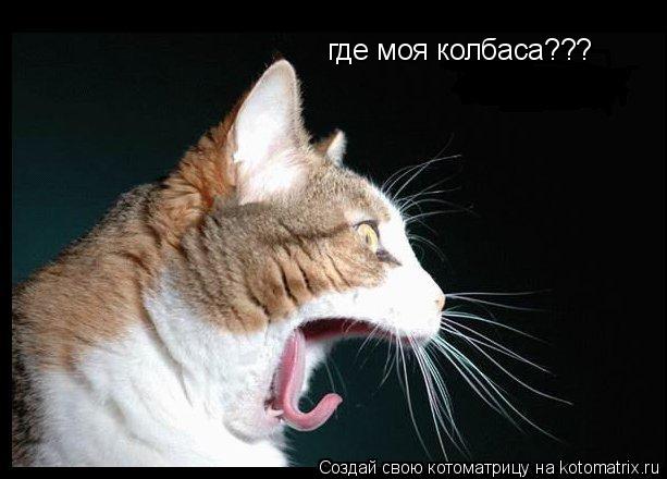 где моя колбаса???... Котоматрица: где моя колбаса???