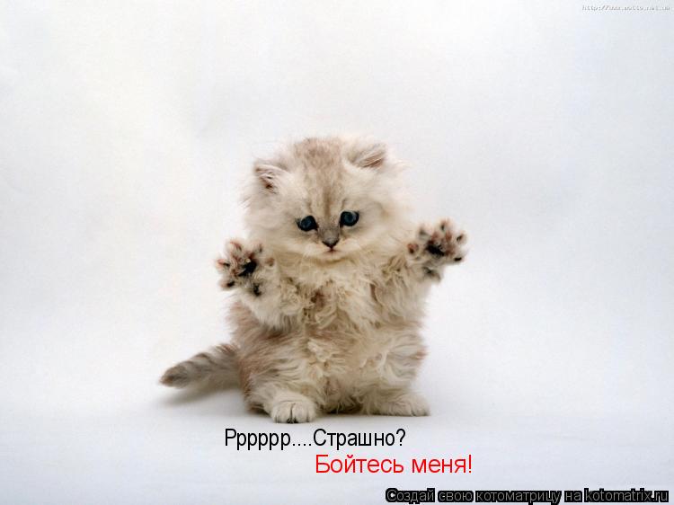 Котоматрица: Рррррр....Страшно?  Бойтесь меня!