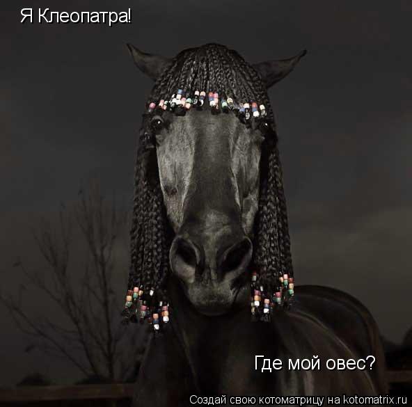 Я Клеопатра ! Где мой овес?... Котоматрица: Я Клеопатра ! Где мой овес?
