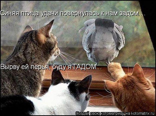 Котоматрица: Синяя птица удачи повернулась к нам задом.... Вырву ей перья, буду я ГАДОМ...