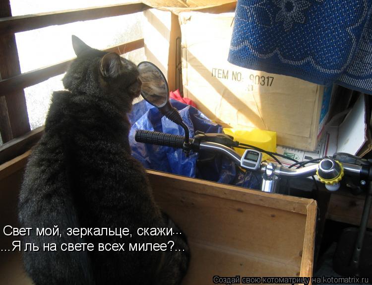 Свет мой, зеркальце, скажи ... ...Я ль на свете всех милее?...... Котоматрица: Свет мой, зеркальце, скажи ... ...Я ль на свете всех милее?...
