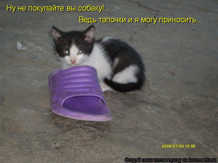 Котоматрица: Ну не покупайте вы собаку!.. Ведь тапочки и я могу приносить...