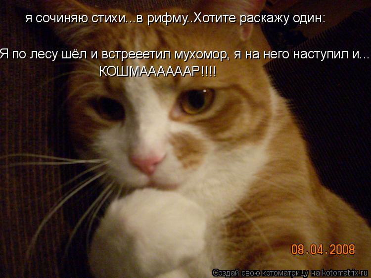 Котоматрица: я сочиняю стихи...в рифму..Хотите раскажу один: Я по лесу шёл и встрееетил мухомор, я на него наступил и...непомню КОШМААААААР!!!!