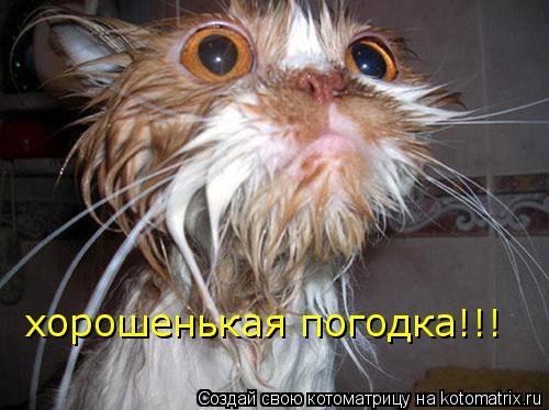 Котоматрица: хорошенькая погодка!!!