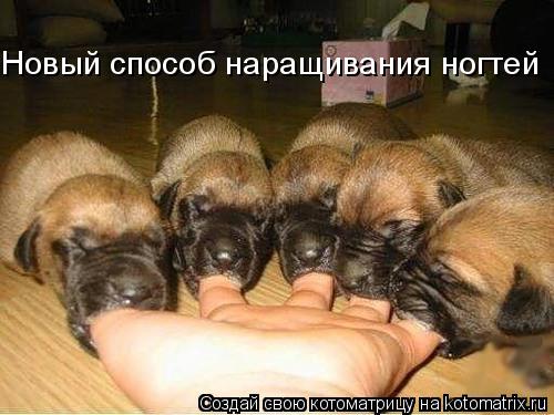 Новый способ наращивания ногтей... Котоматрица: Новый способ наращивания ногтей