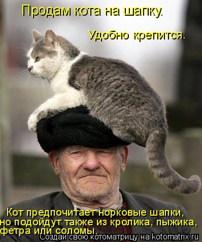 Котоматрица: Продам кота на шапку. Кот предпочитает норковые шапки,  но подойдут также из кролика, пыжика, фетра или соломы. Удобно крепится.