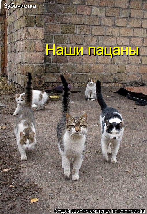 Зубочистка Наши пацаны... Котоматрица: Зубочистка Наши пацаны