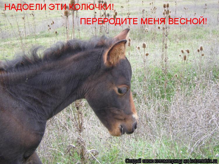 ПЕРЕРОДИТЕ МЕНЯ ВЕСНОЙ! НАДОЕЛИ ЭТИ КОЛЮЧКИ!... Котоматрица: ПЕРЕРОДИТЕ МЕНЯ ВЕСНОЙ! НАДОЕЛИ ЭТИ КОЛЮЧКИ!
