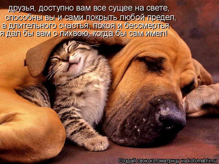 друзья, доступно вам все сущее на свете, способны вы и сами покрыть любой предел, а длительного счаст... Котоматрица: друзья, доступно вам все сущее на свете, способны вы и сами покрыть любой предел, а длительного счастья, покоя и бессмертья я дал бы вам с лих
