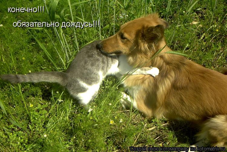 Котоматрица: конечно!!! обязательно дождусь!!!