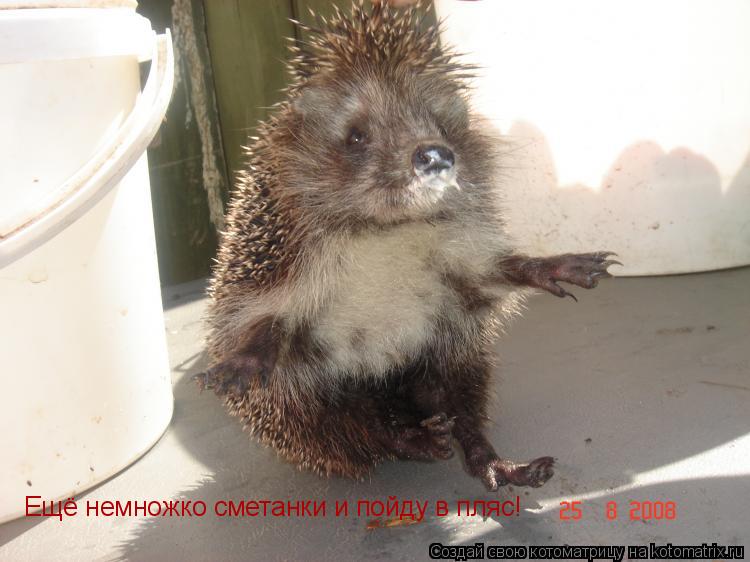 Котоматрица: Ещё немножко сметанки и пойду в пляс!