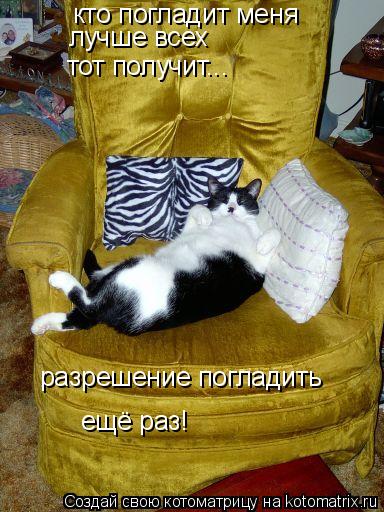 Котоматрица: кто погладит меня лучше всех тот получит... разрешение погладить ещё раз!