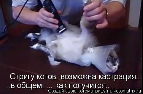 Стригу котов, возможна кастрация... ...в общем, ... как получится...... Котоматрица: Стригу котов, возможна кастрация... ...в общем, ... как получится...