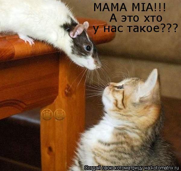 Котоматрица: MAMA MIA!!! А это хто  у нас такое???