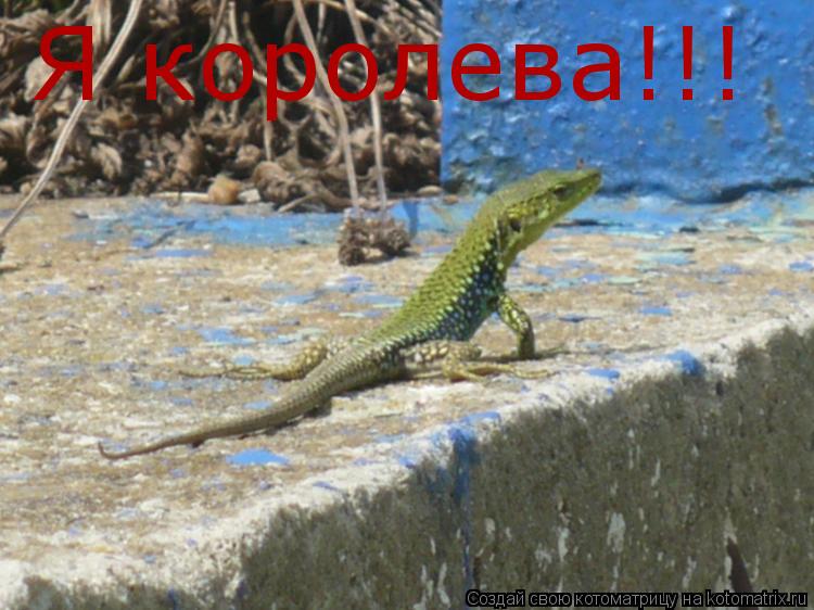 Котоматрица: Я королева!!!