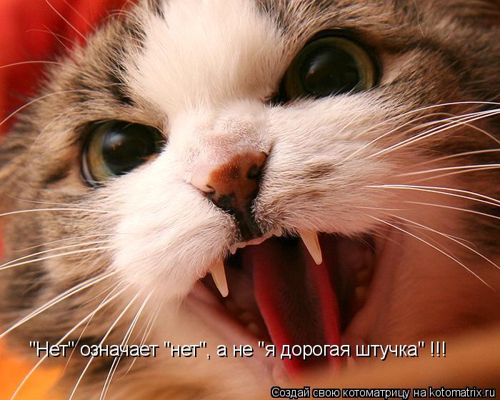 "Нет" означает "нет", а не "я дорогая штучка" !!!... Котоматрица: "Нет" означает "нет", а не "я дорогая штучка" !!!
