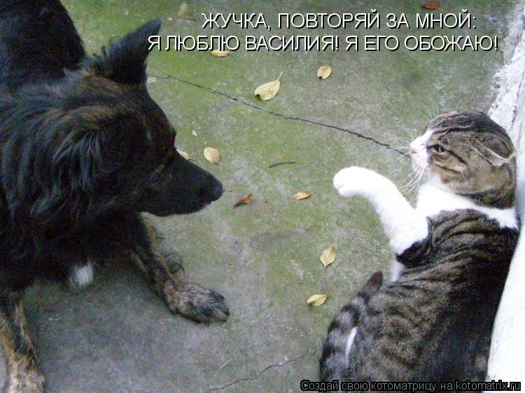 ЖУЧКА, ПОВТОРЯЙ ЗА МНОЙ: Я ЛЮБЛЮ ВАСИЛИЯ! Я ЕГО ОБОЖАЮ!... Котоматрица: ЖУЧКА, ПОВТОРЯЙ ЗА МНОЙ: Я ЛЮБЛЮ ВАСИЛИЯ! Я ЕГО ОБОЖАЮ!