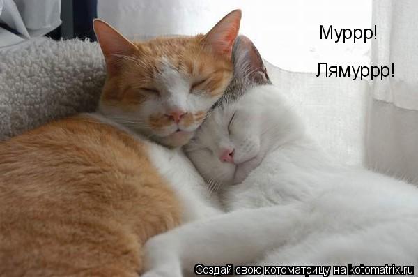 Лямуррр! Муррр!... Котоматрица: Лямуррр! Муррр!