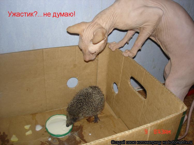Ужастик?...не думаю!... Котоматрица: Ужастик?...не думаю!
