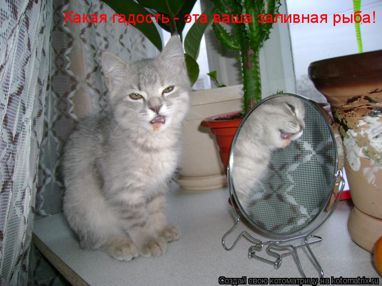 Котоматрица: Какая гадость - эта ваша заливная рыба!