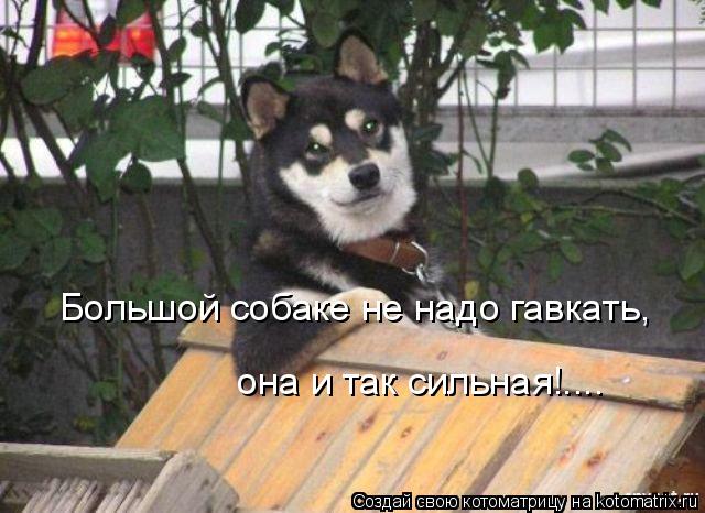 Большой собаке не надо гавкать, она и так сильная!....... Котоматрица: Большой собаке не надо гавкать, она и так сильная!....