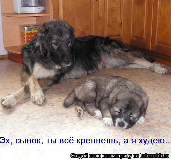 Эх, сынок, ты всё крепнешь, а я худею...... Котоматрица: Эх, сынок, ты всё крепнешь, а я худею...