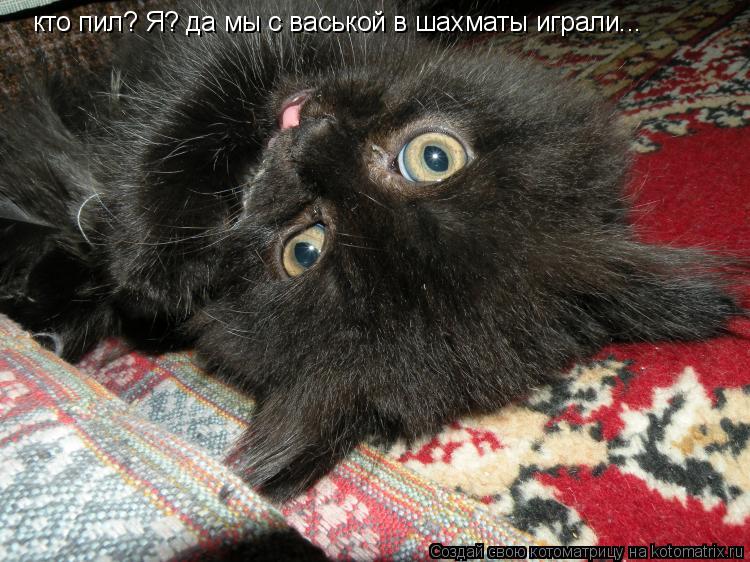 кто пил? Я? да мы с васькой в шахматы играли...... Котоматрица: кто пил? Я? да мы с васькой в шахматы играли...