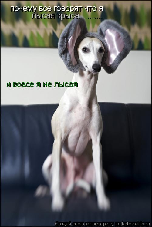 почему все говорят что я лысая крыса и вовсе я не лысая ............. Котоматрица: почему все говорят что я лысая крыса и вовсе я не лысая ..........