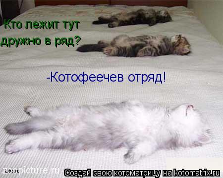 Кто лежит тут дружно в ряд? -Котофеечев отряд!... Котоматрица: Кто лежит тут дружно в ряд? -Котофеечев отряд!